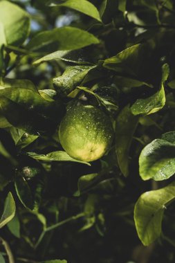 Yeşil ağaçlarda yetişen limonların yakın plan çekimi. Arka planda su damlacıkları var.