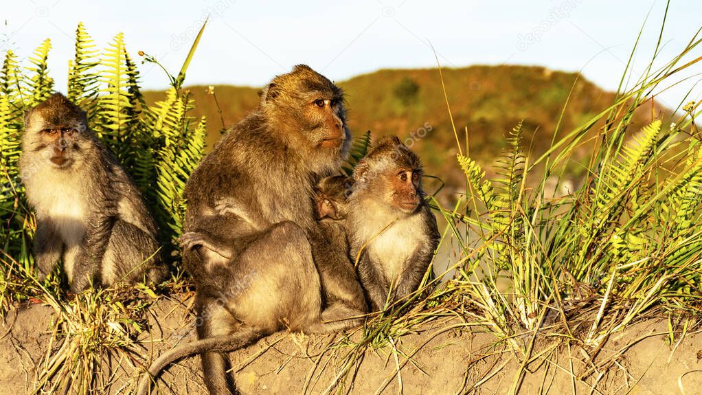 wild monkeys on Bali, Indonesia