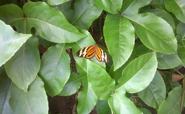 Mariposa Reposo Planta Parchita — Foto de Stock