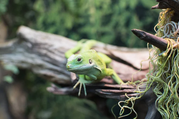 Akvaryumdaki bir dalda kertenkele