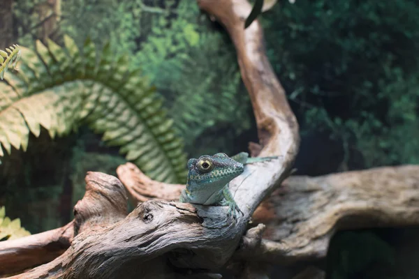 Akvaryumdaki bir dalda kertenkele