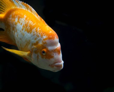 Siyah zemin üzerinde akvaryum balığı