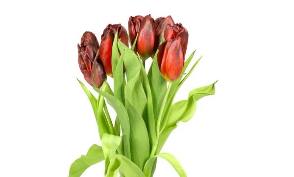 Isolated Tulips White Background — Stock Photo, Image