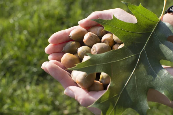 Acorns Hands Woman Leaves — Stock Photo, Image