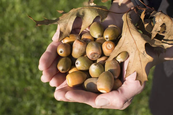 Yaprakları olan bir kadının ellerinde meşe palamutları