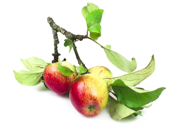 Beyaz arka planda yeşil yapraklı bir daldaki elmalar