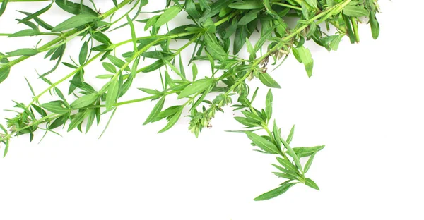 Beyaz arkaplanda yaprakları olan yeşil dallar