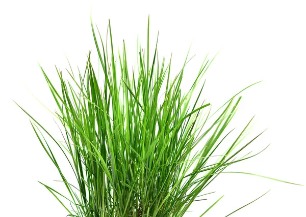 Gras Geïsoleerd Witte Achtergrond Stockfoto