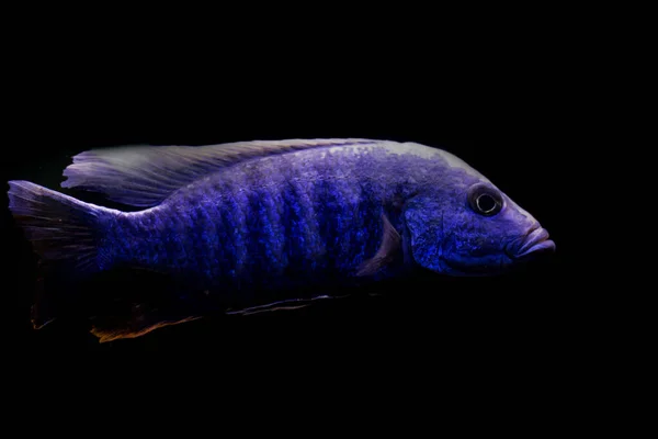 Siyah zemin üzerinde akvaryum balığı