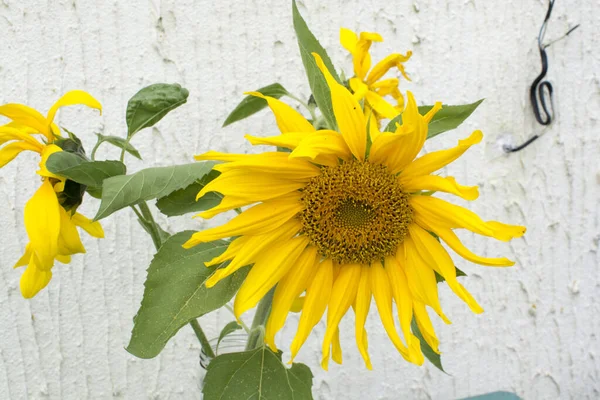 Yeşil yapraklı sarı ayçiçeği
