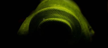 Siyah arka planda yeşil yılan