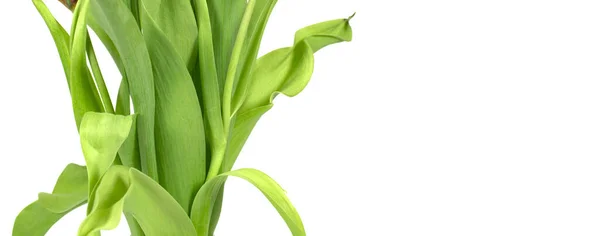 Hojas Tulipán Verde Aisladas Sobre Fondo Blanco —  Fotos de Stock