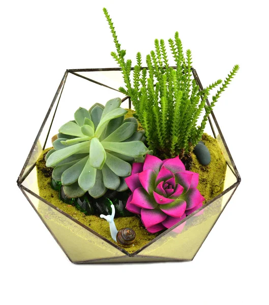 Beyaz arka planda izole edilmiş floraryum.