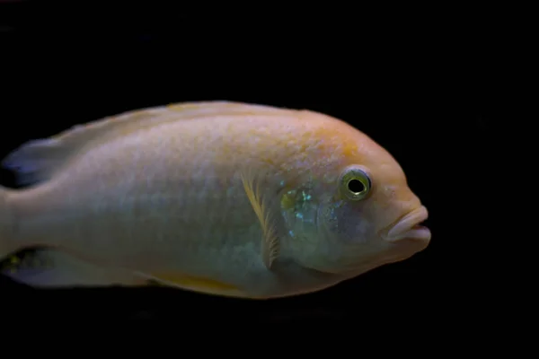 Aquariumvissen Een Zwarte Achtergrond — Stockfoto