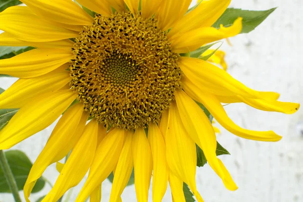 Yeşil yapraklı sarı ayçiçeği