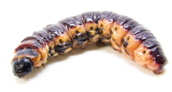 Tırtıl böcekleri beyaz bir arka planda izole edilmiş.