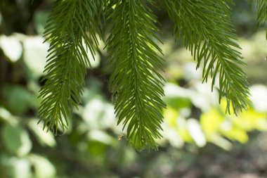 Ormandaki ladin dalı.