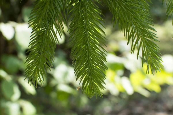 Ormandaki ladin dalı.