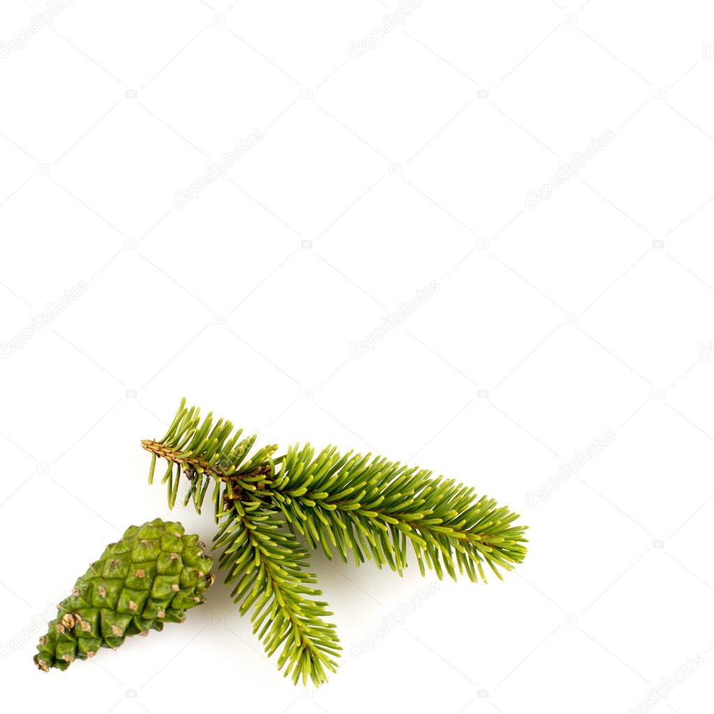 Pine branch and cone isolated on white background