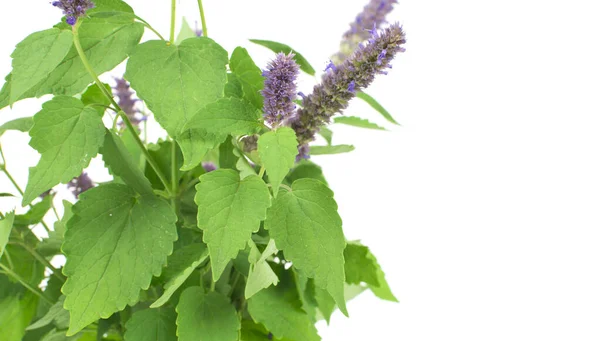 Beyaz arka planda mor çiçekli yeşil bitki