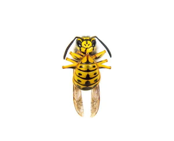 Böcek arısı beyaz bir arkaplanda izole edildi