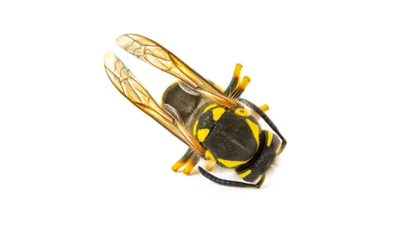 在白色背景上隔离的昆虫黄蜂 — 图库照片