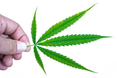 Marihuana yaprakları, beyaz arka planda izole edilmiş bir kenevir yaprağı tutan el.