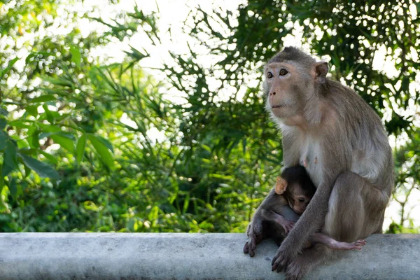 Cute monkey. Monkey mother with baby love sitting on a steel