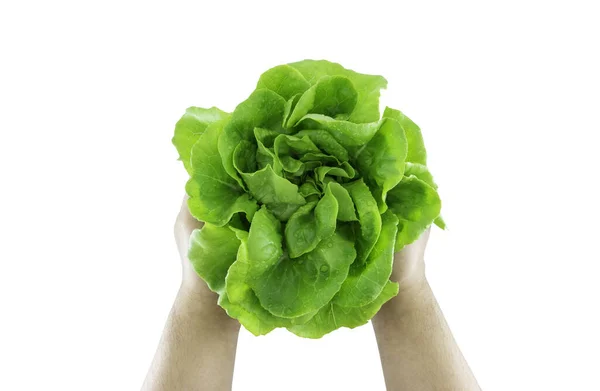 Verde Manteiga Cabeça Alface Vegetal Para Salada Mão Isolado Chão — Fotografia de Stock