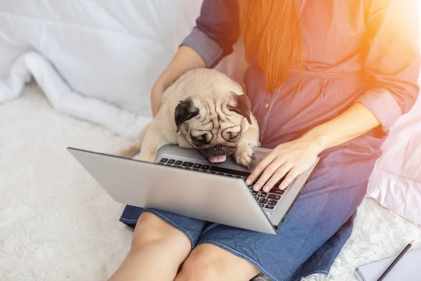 Mujer Escribiendo Trabajando Ordenador Portátil Con Perro Pug Raza Acostada — Foto de Stock