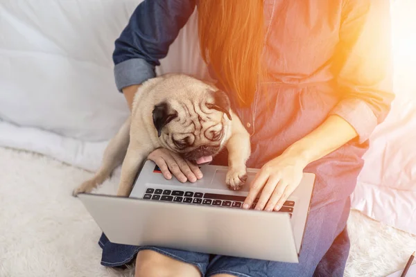 Mujer Escribiendo Trabajando Ordenador Portátil Con Perro Pug Raza Acostada — Foto de Stock