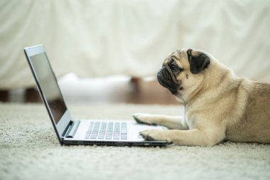 Tatlı köpek Pug cinsi bilgisayar ekranına bakıyor bilgisayarla çalışıyor ve daktilo ediyor mutluluk ve konforu hissediyor, Köpek ve İş Konsepti