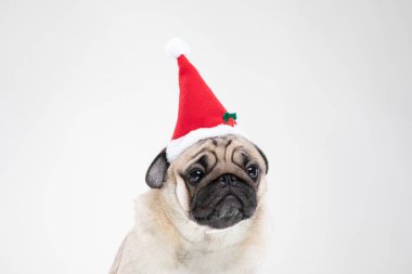 Noel gününde Noel Baba şapkası takan sevimli Pug gri arka plan, Noel ve Yeni Yıl konsepti sahibi ile kutlamaya hazır.