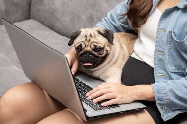 Dizüstü bilgisayarda köpek Pug cinsi köpeklerle yazan ve çalışan bir kadın dizlerinin üzerine çöküp ekrana bakıyor ve mutluluk ve dostça bir konsept hissediyor.