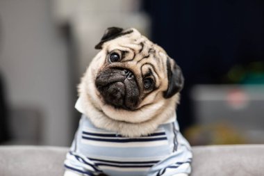 Şirin köpek yavrusunun bir sorusu var ve komik bir yüz ifadesi var. Mutluluk ve eğlence dolu, seçici odaklanma.
