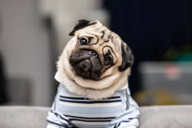 cute dog pug breed have a question and making funny face feeling so happiness and fun,Selective focus clipart