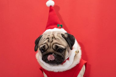 Noel gününde Noel Baba şapkası ve Noel Baba kostümü giyen sevimli Pug kırmızı arka plan, Noel ve Yeni Yıl konsepti sahibi ile kutlamaya hazır.