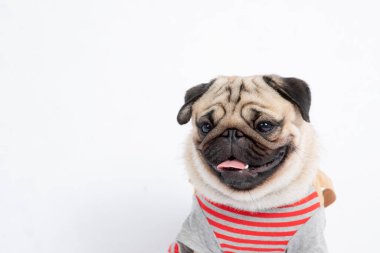 Şirin köpek pug cinsi tişört giyen gülümseme komik ve ciddi bir yüz ifadesi yapıyor. Kafası karışık ve beyaz arka planda izole edilmiş mutluluk, Hayvan Dost Canlısı Konsept.