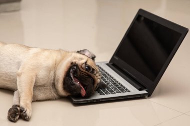 Köpek Pug cinsi dizüstü bilgisayarda yatar. İş için çok denenmiş ve tembel hisseder. Hayvan Köpek ve İş Konsepti.