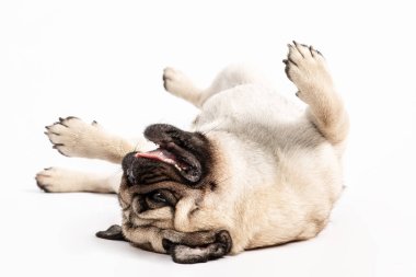 Sevimli köpek pug cinsi yerde yatar ve gülümseyerek sahibinin mutluluğuyla oynamasını bekler çok komik ve rahat hisseder beyaz arka planda ciddi bir yüz yapar, dost canlısı evcil hayvan kavramı