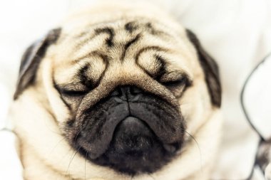 Şirin köpek yavrusu beyaz yatakta uzanıyor ve komik yüzüyle yatak odasında uyuyor ve sabahları çok mutlu oluyor.