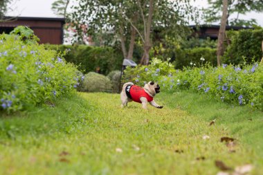 Mutlu köpek cinsi koşuyor yeşil çimlerde eğleniyor, Köpek Etkinliği Konsepti