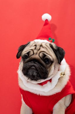 Noel gününde Noel Baba şapkası ve Noel Baba kostümü giyen sevimli Pug kırmızı arka plan, Noel ve Yeni Yıl konsepti sahibi ile kutlamaya hazır.