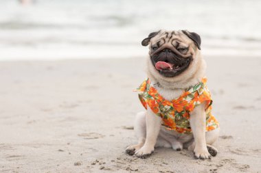 Mutlu köpek pug cins Aloha tişörtleri giyerek sahilde mutlu ve eğlenceli tatiller, köpek tatilleri konsepti 