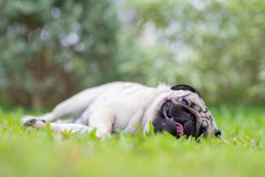 Mutlu köpek pug gülüşü. Bahçedeki yeşil çimlere uzanmış komik yüzüyle. Mutluluk ve neşe dolu, sağlıklı köpek kavramı. 