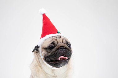 Noel gününde Noel Baba şapkası takan sevimli Pug gri arka plan, Noel ve Yeni Yıl konsepti sahibi ile kutlamaya hazır.