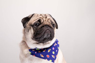 Gri arka planda çok yakışıklı ve sağlıklı bir köpek olan sevimli pug dog, Sevimli Köpek Konsepti