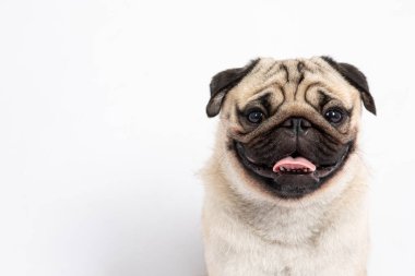 Sevimli köpek pug cins gülücükler mutlulukla güler çok komik hisseder ve beyaz arka planda ciddi bir yüz yapar