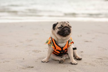 Mutlu köpek pug cinsi can yeleği giyiyor ve sahilde oturuyor. Mutluluk ve eğlence dolu tatiller, köpek tatilleri. 