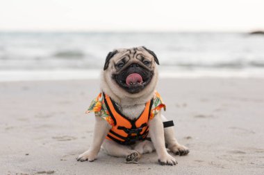 Mutlu köpek pug cinsi can yeleği giyiyor ve sahilde oturuyor. Mutluluk ve eğlence dolu tatiller, köpek tatilleri. 